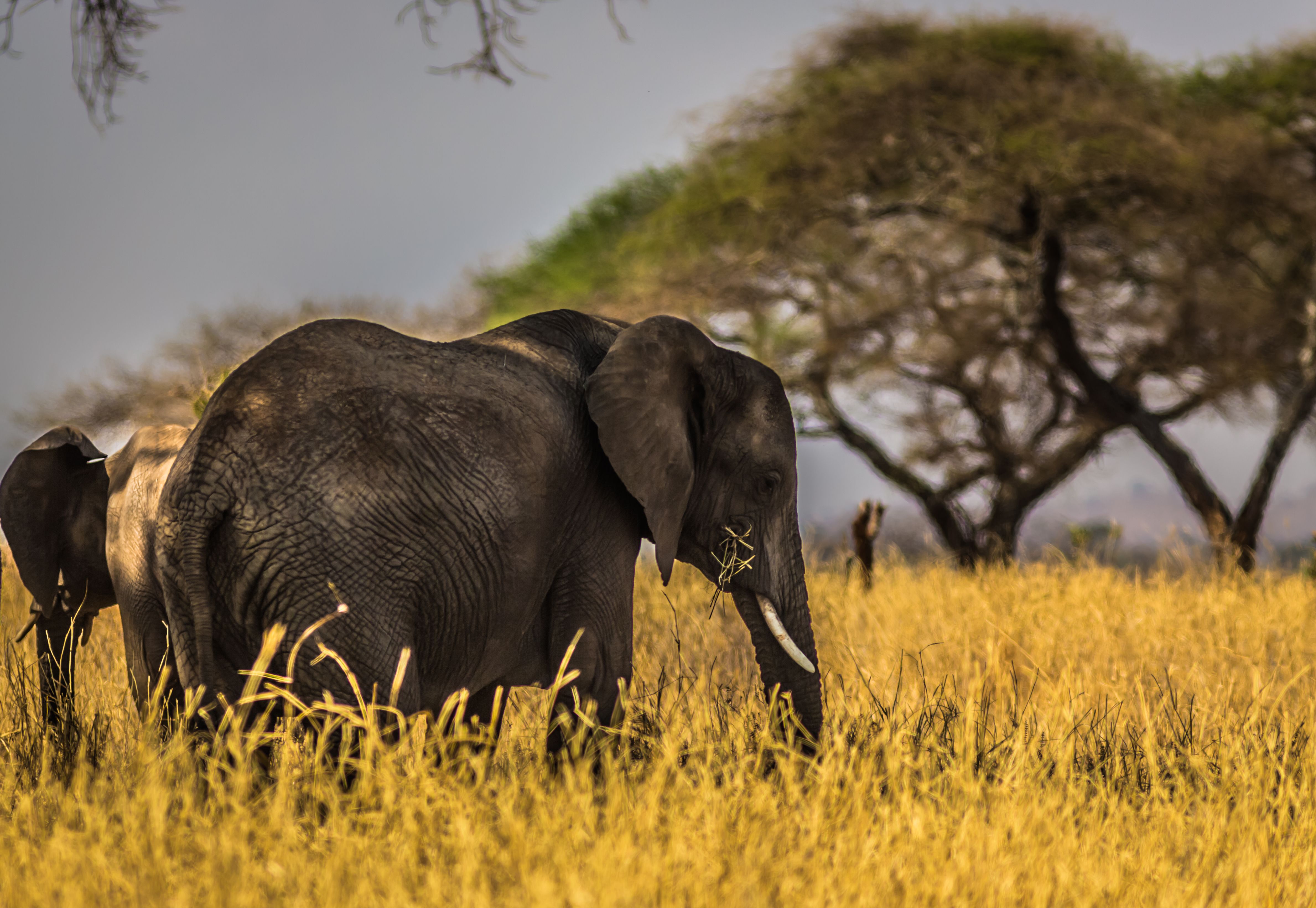 Tarangire safari among baobab trees